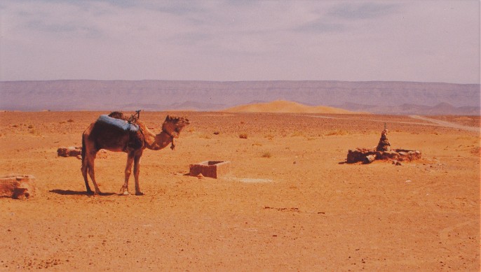 Camel in Sahara Desert Morocco Tinfou 